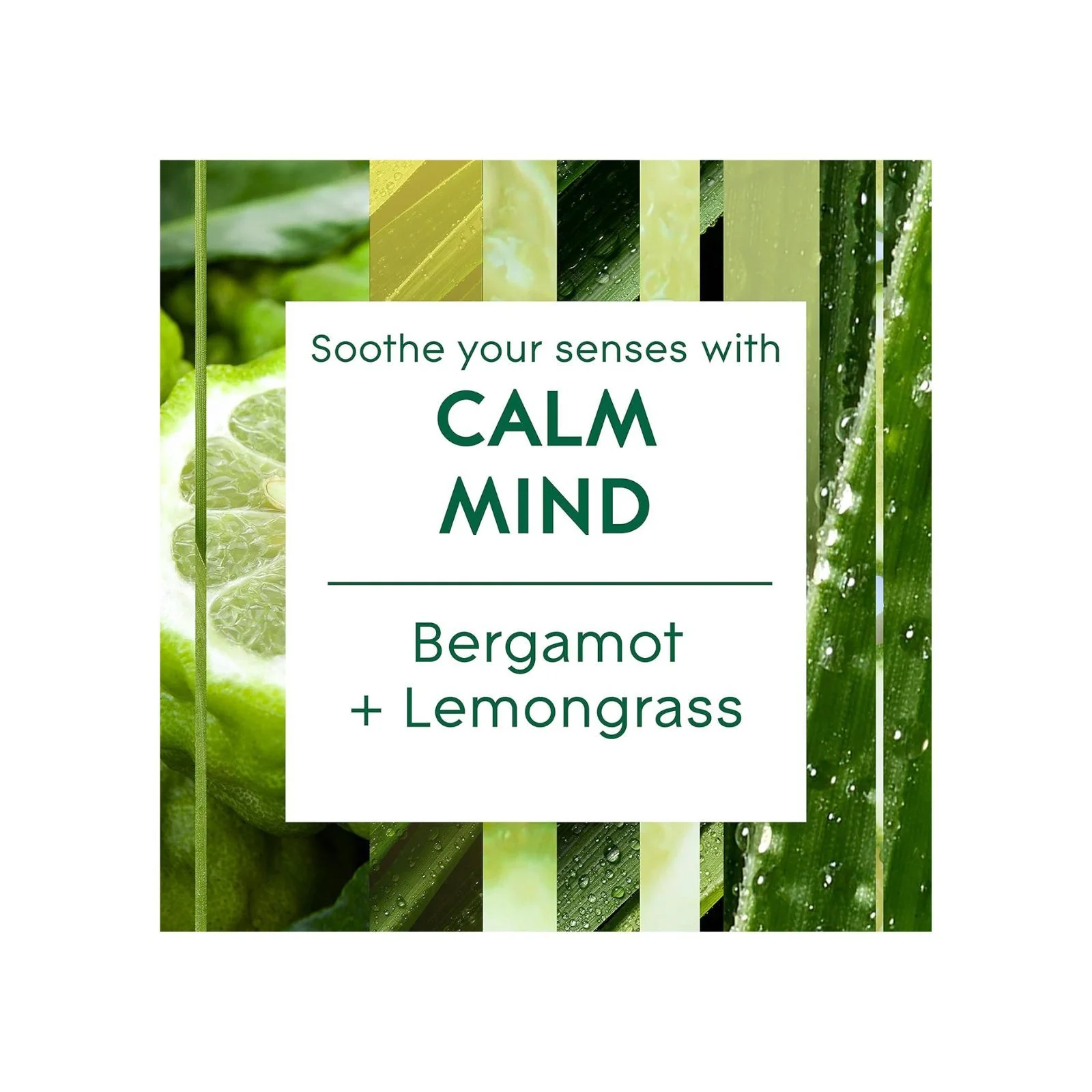 Glade Aromatherapy Reed Diffuser, Home Decor Essential Oils Diffuser Soothing Fragrance, Calm Mind with Italian Bergamot & Guatemalan Lemongrass, 80 ml - Image 2
